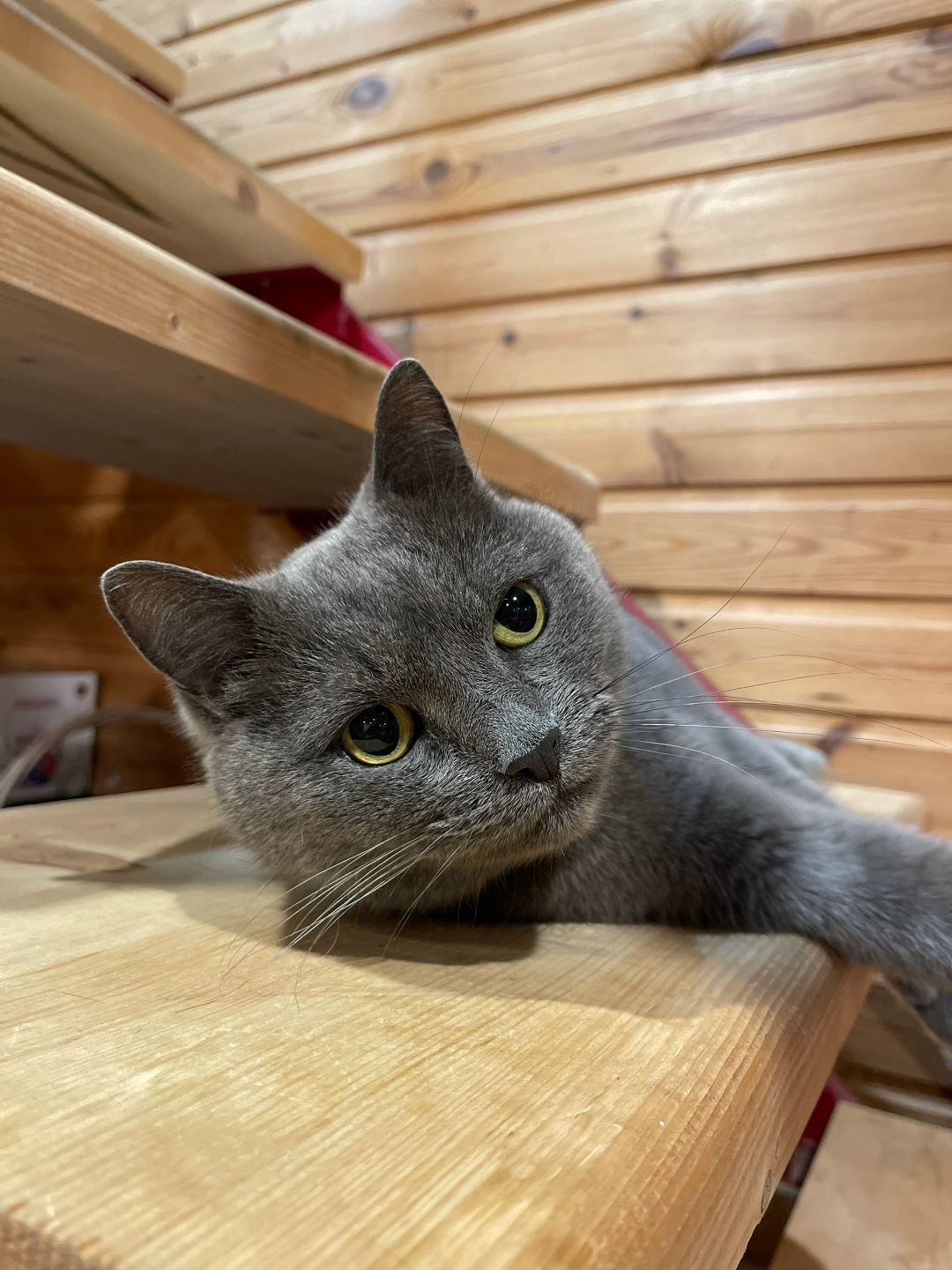 Пропала кошка в Фрязине — фото объявления