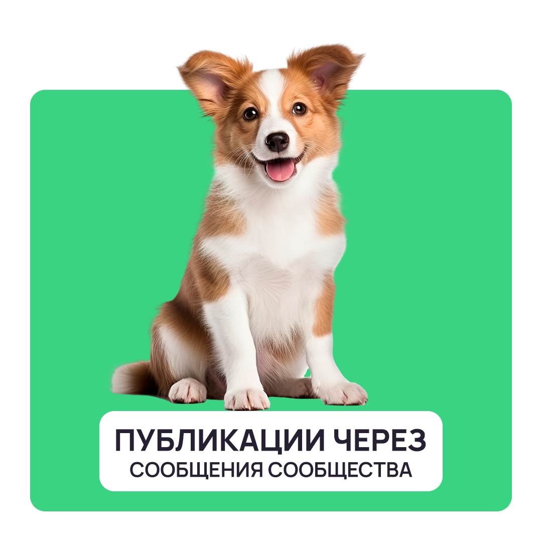 Найдена собака в Фрязине — фото объявления