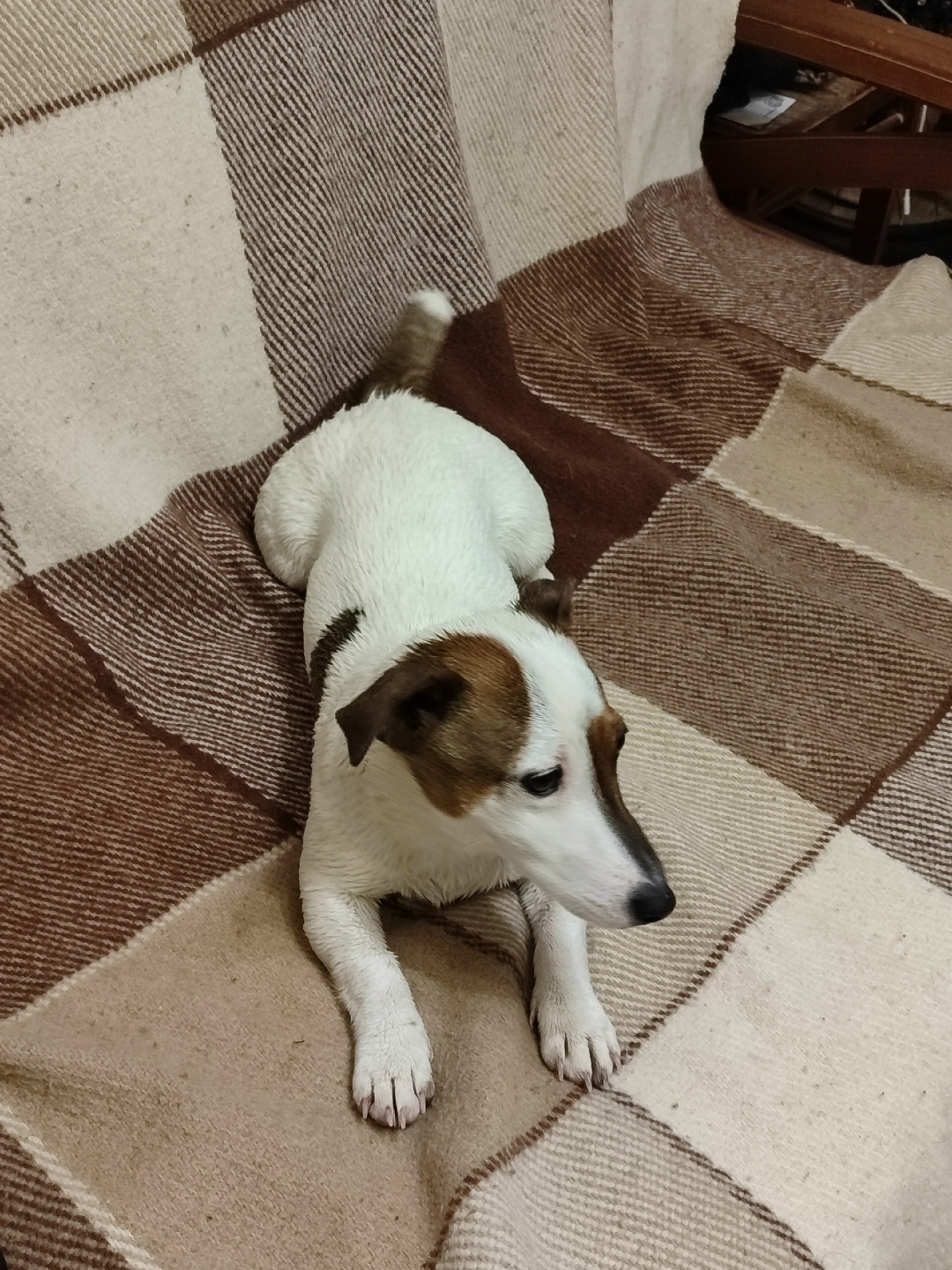 Найдена собака в Фрязине — фото объявления