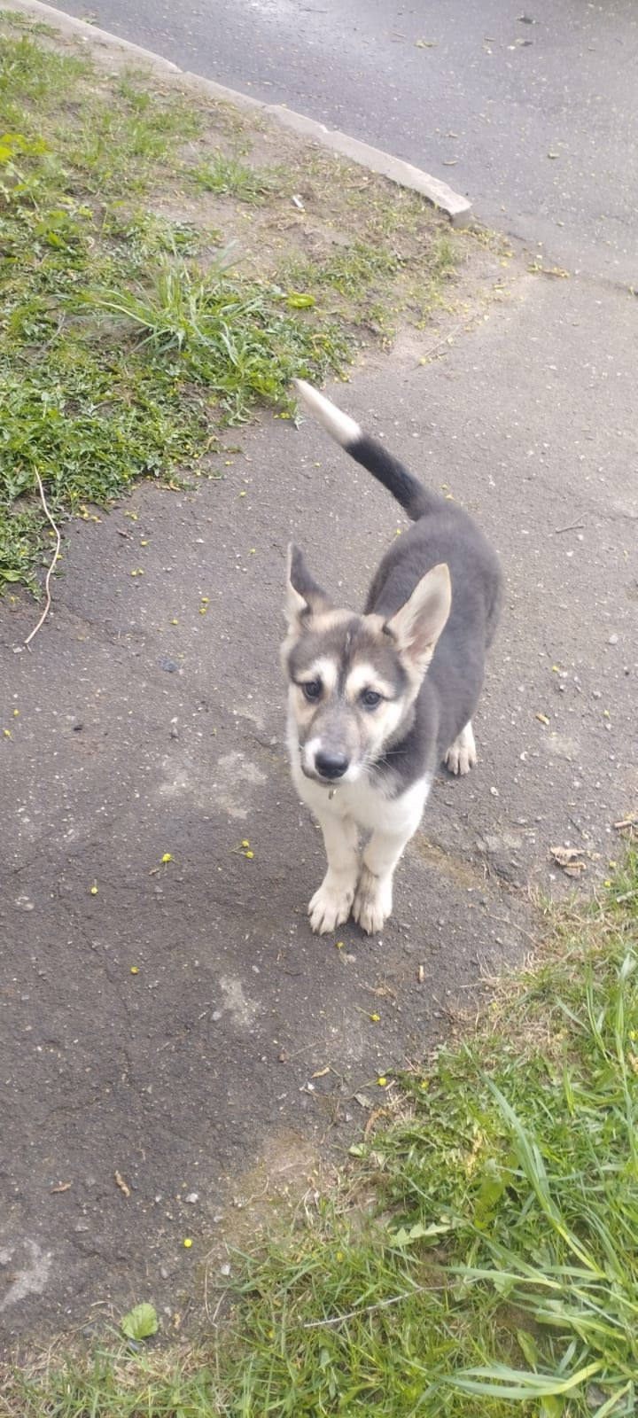 Найдена собака в Фрязине — фото объявления