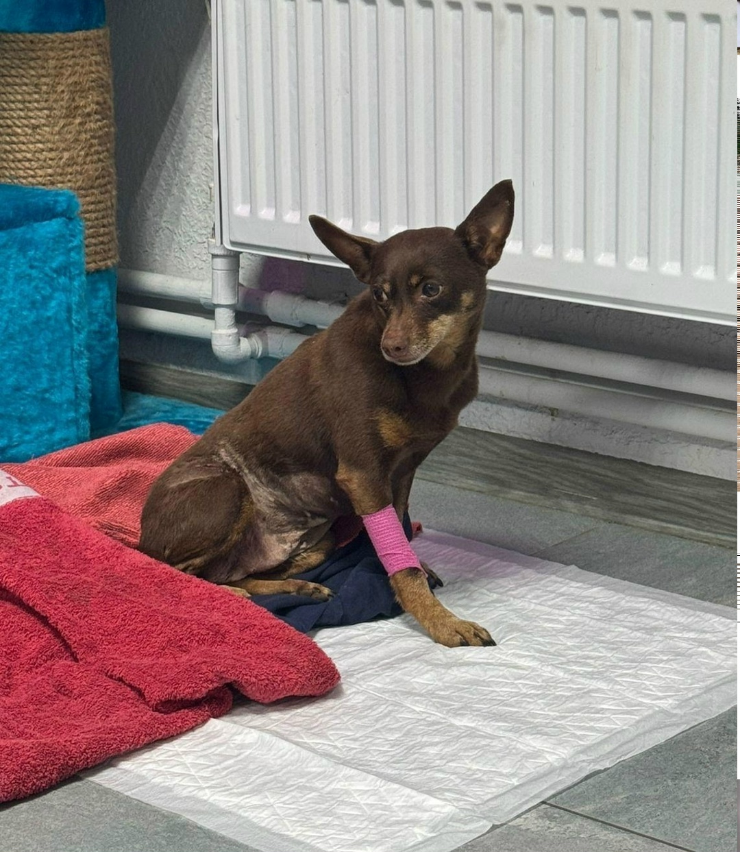 Найдена собака в Фрязине — фото объявления