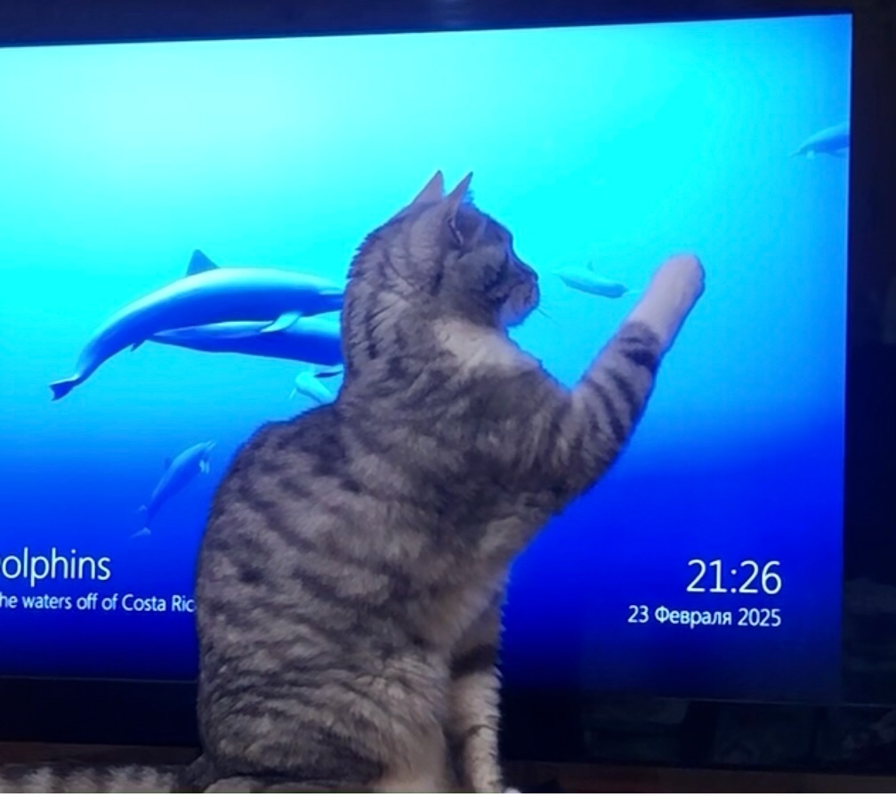 Найдена собака в Фрязине — фото объявления