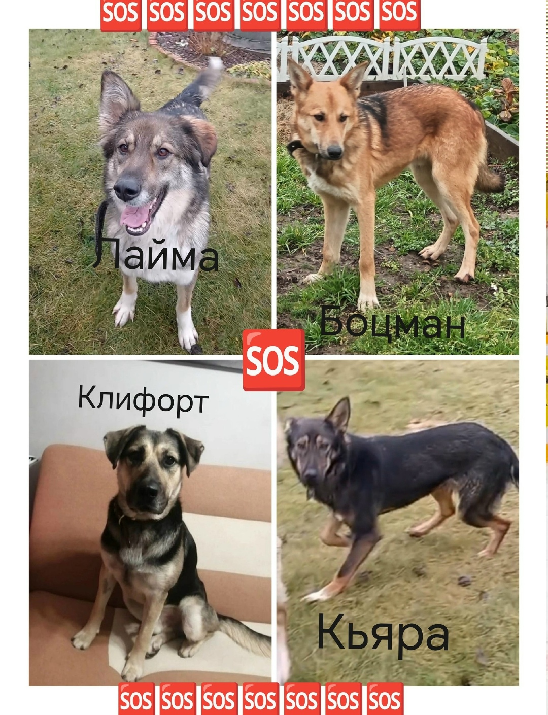 Пропала собака в Фрязине — фото объявления