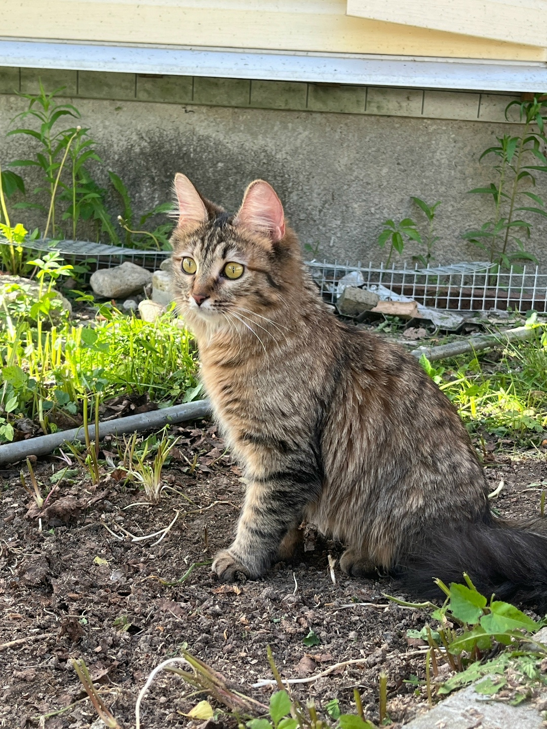 Пропала кошка в Фрязине — фото объявления