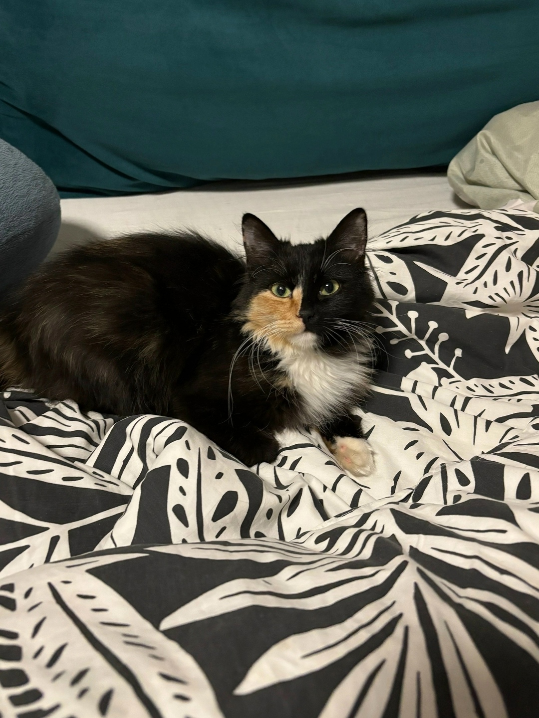 Найдена кошка в Фрязине — фото объявления