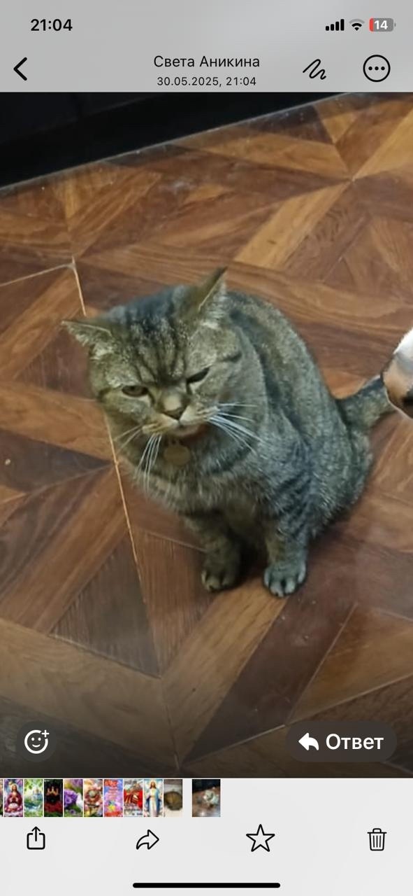 Пропала кошка в Фрязине — фото объявления