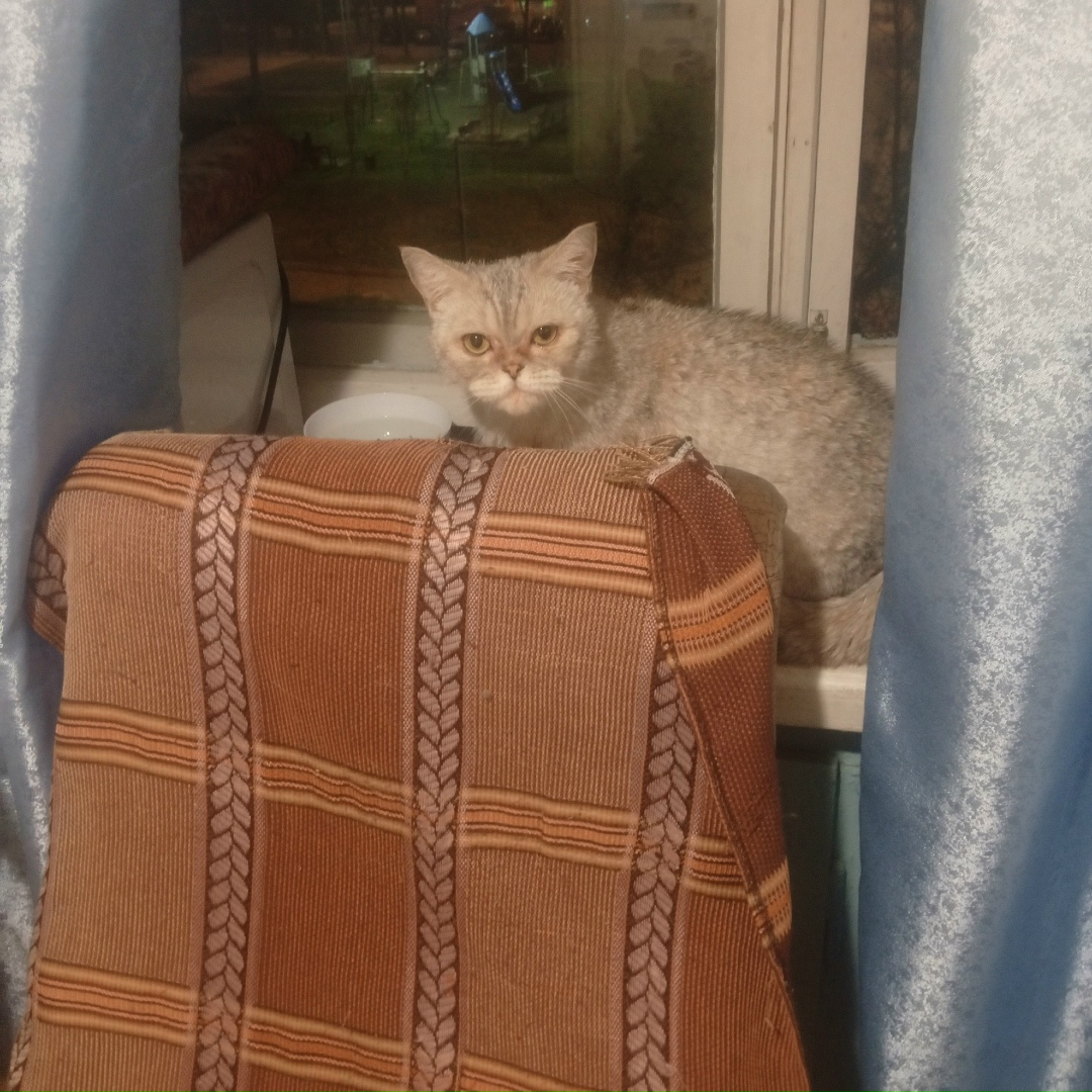 Найдена собака в Фрязине — фото объявления