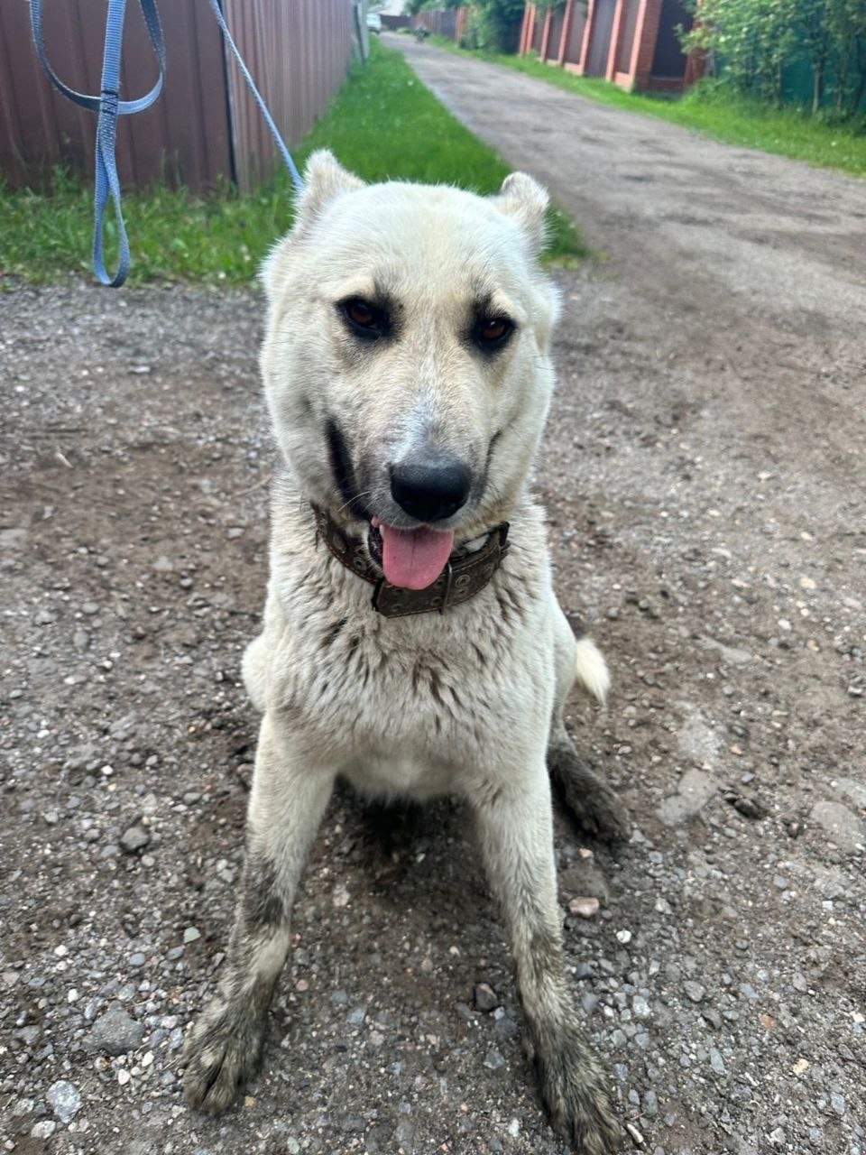 Найдена собака в Фрязине — фото объявления