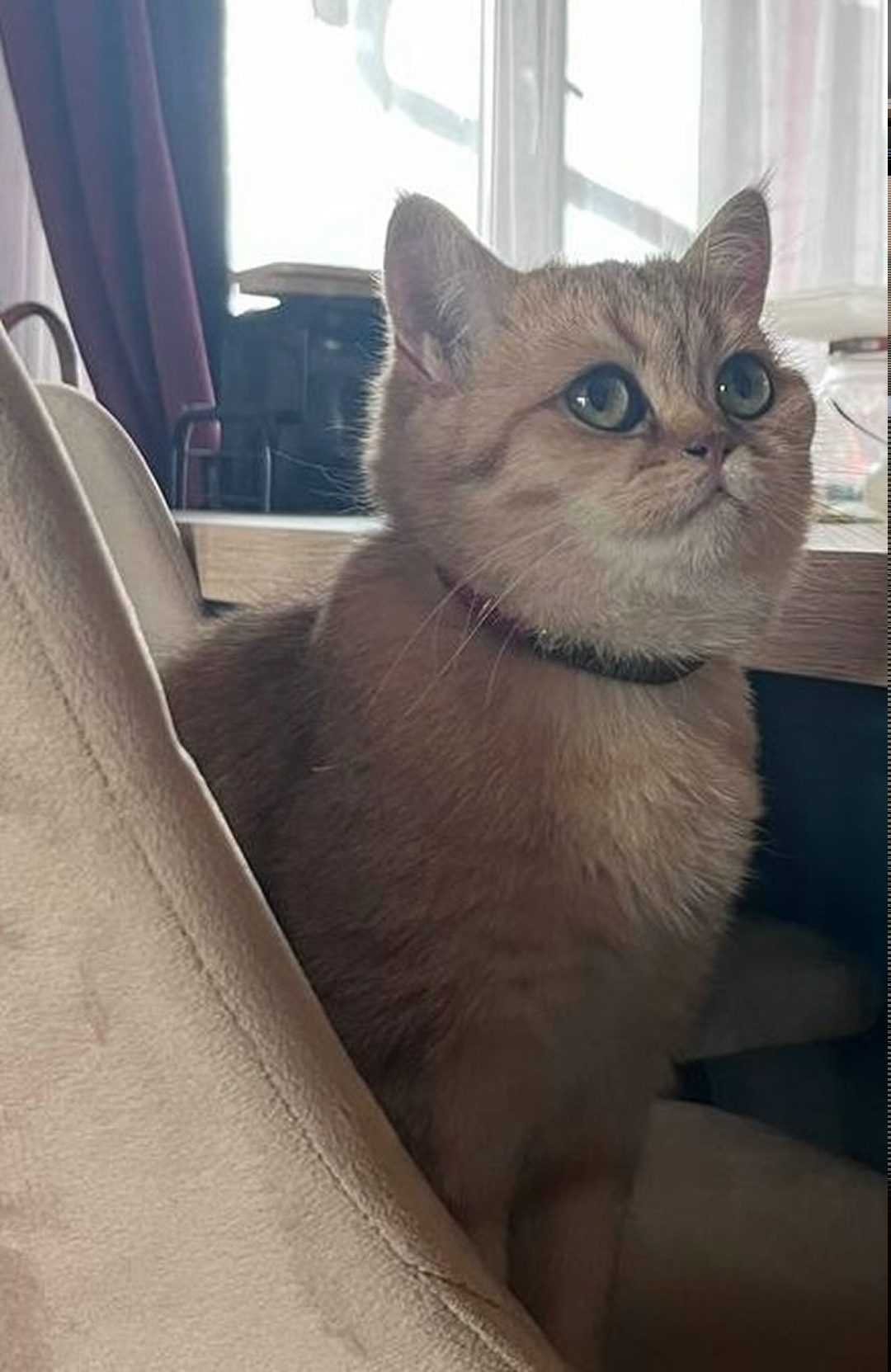 Пропала кошка в Фрязине — фото объявления