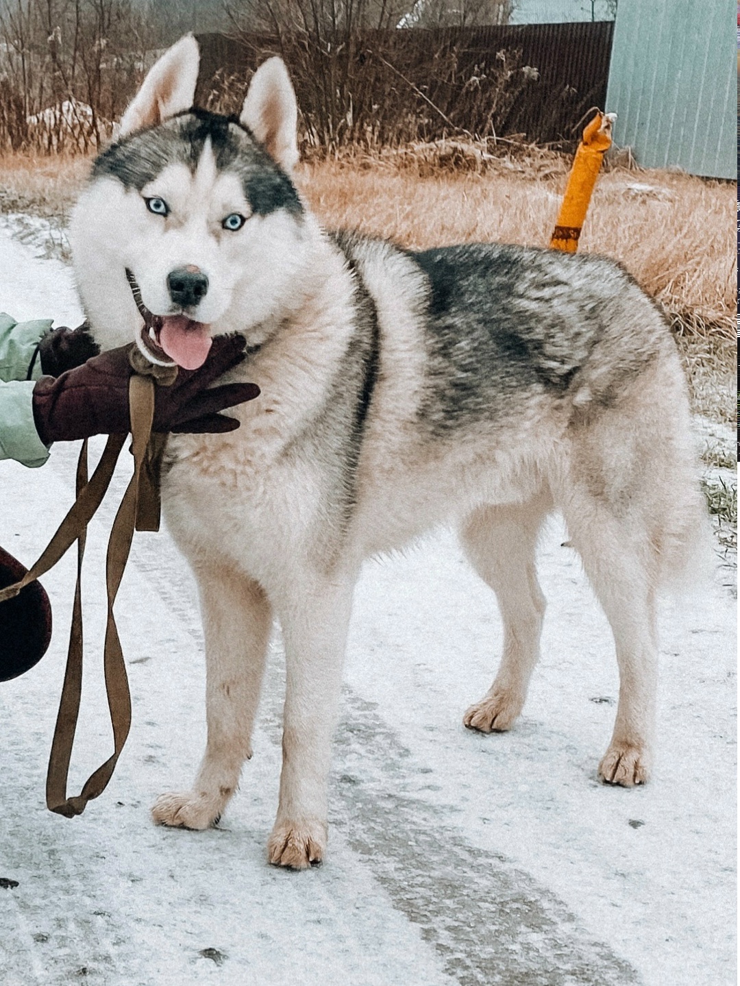 Пропала собака в Фрязине — фото объявления