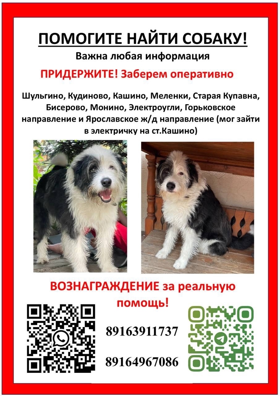 Пропала собака в Фрязине — фото объявления