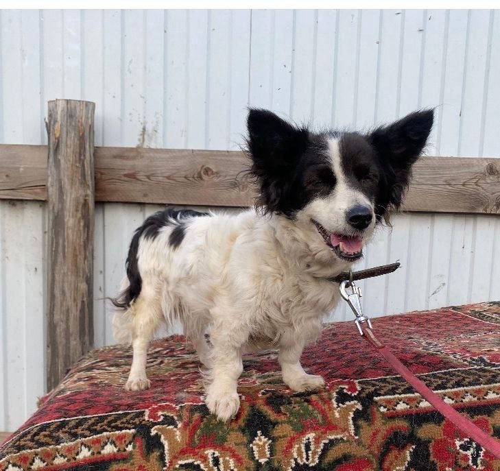 Пропала собака в Фрязине — фото объявления