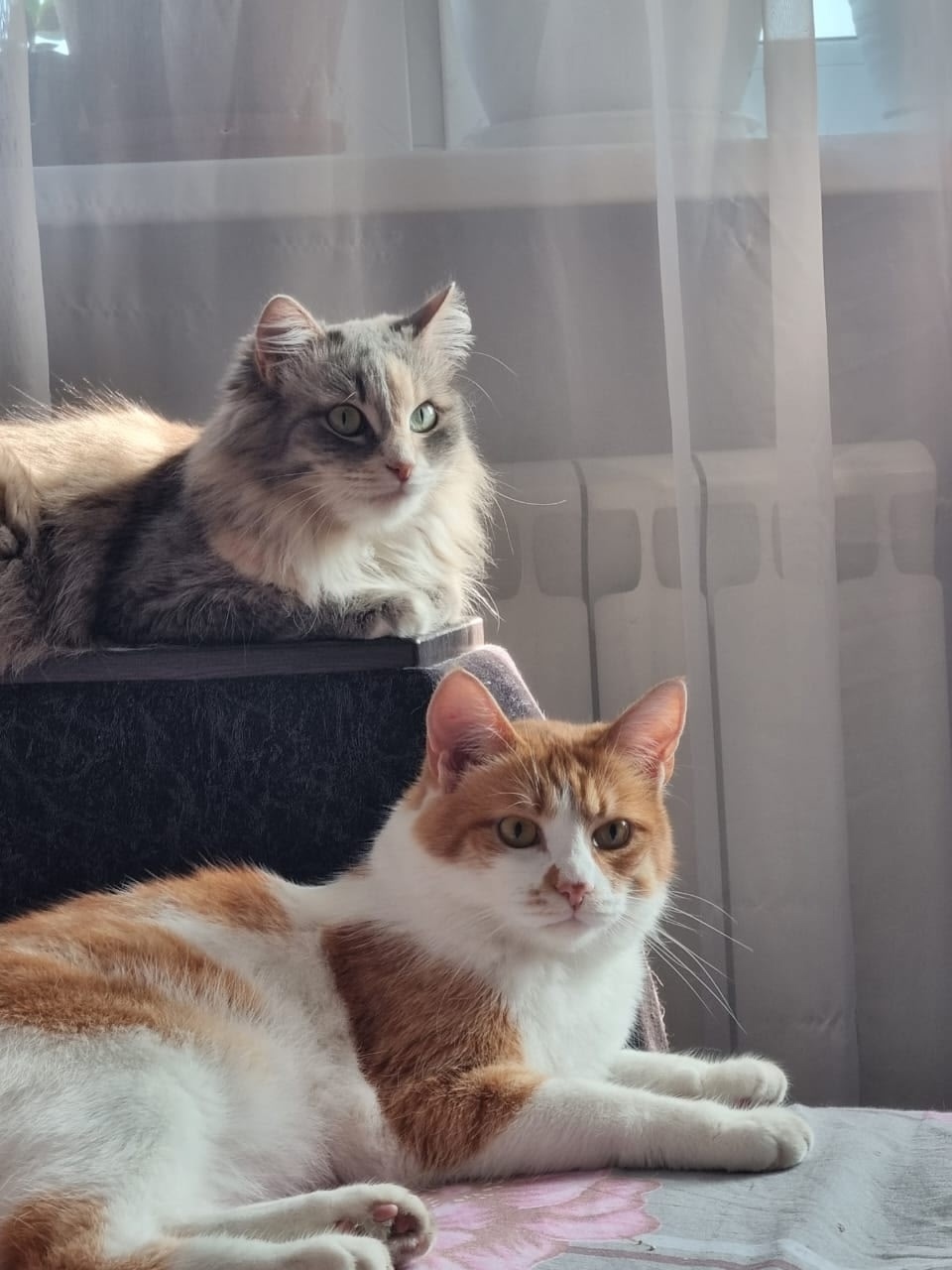 Пропала кошка в Фрязине — фото объявления