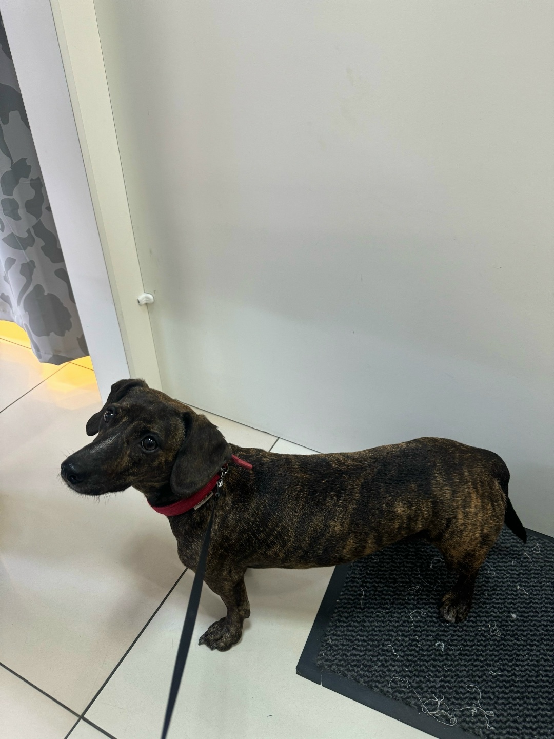 Найдена собака в Пушкине — фото объявления