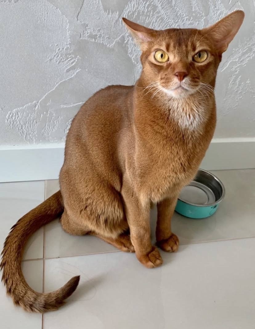 Пропала кошка в Пушкине — фото объявления