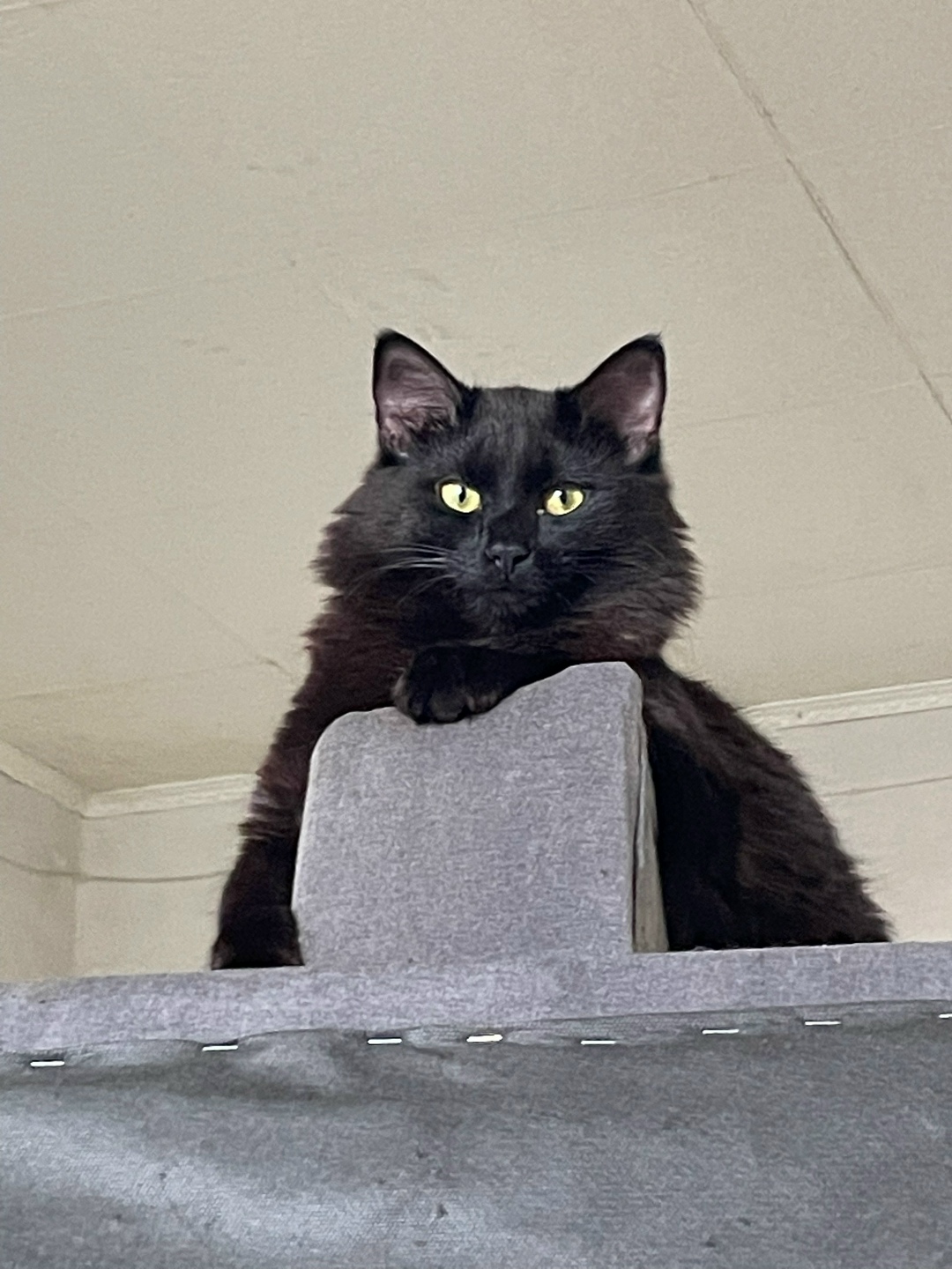 Пропала кошка в Пушкине — фото объявления