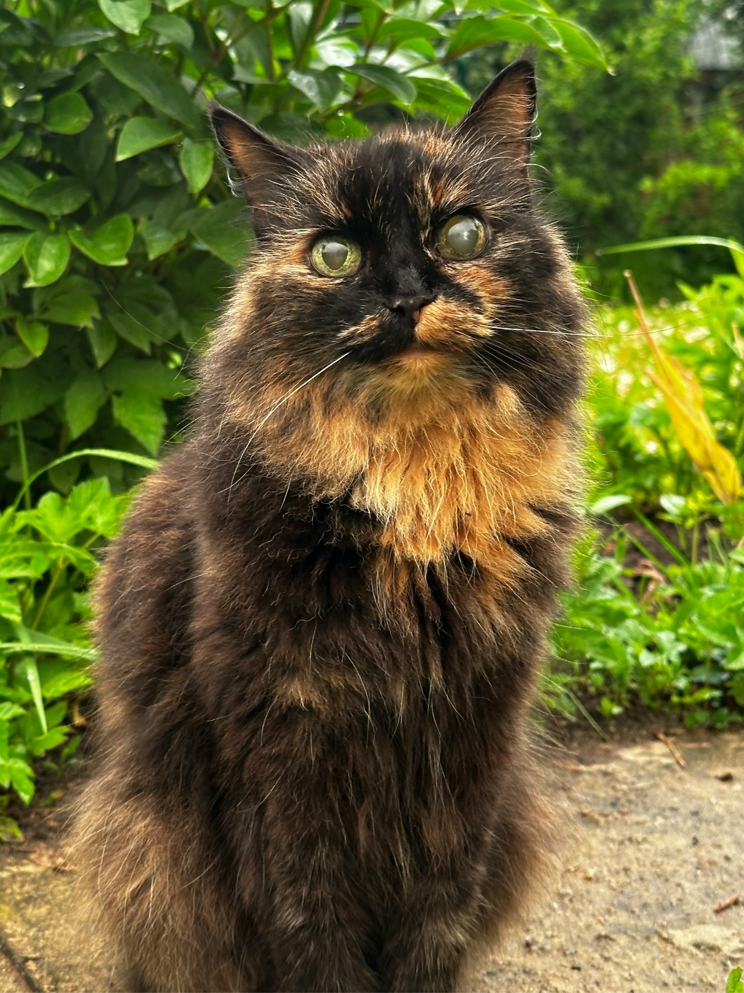 Пропала кошка в Пушкине — фото объявления