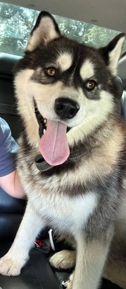 Пропала собака в Пушкине — фото объявления