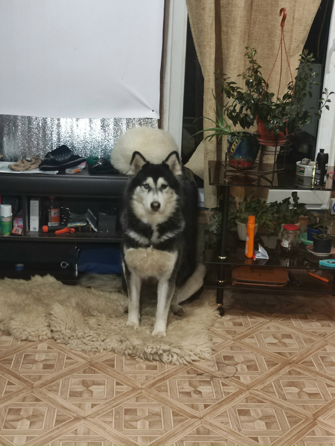 Пропала собака в Пушкине — фото объявления