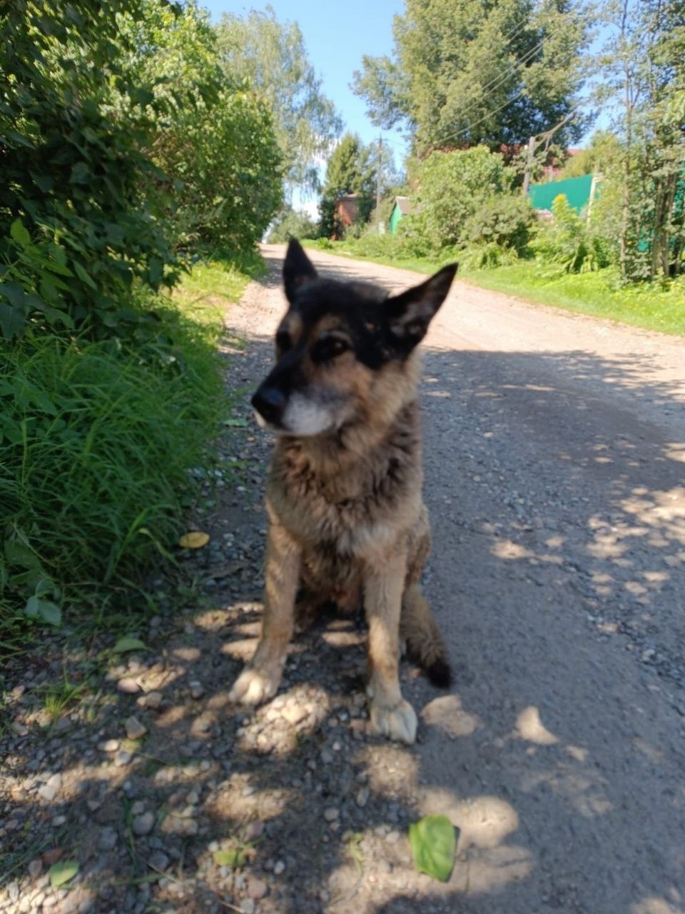 Пропала собака в Пушкине — фото объявления