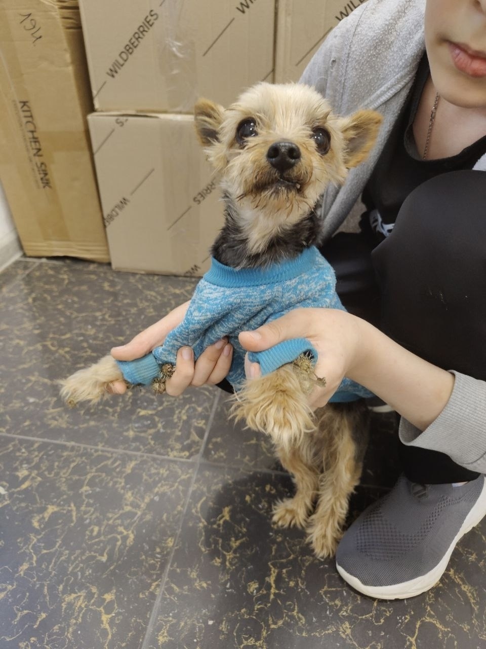 Найдена собака в Пушкине — фото объявления