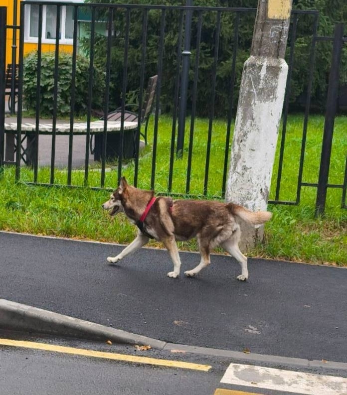 Пропала собака в Пушкине — фото объявления