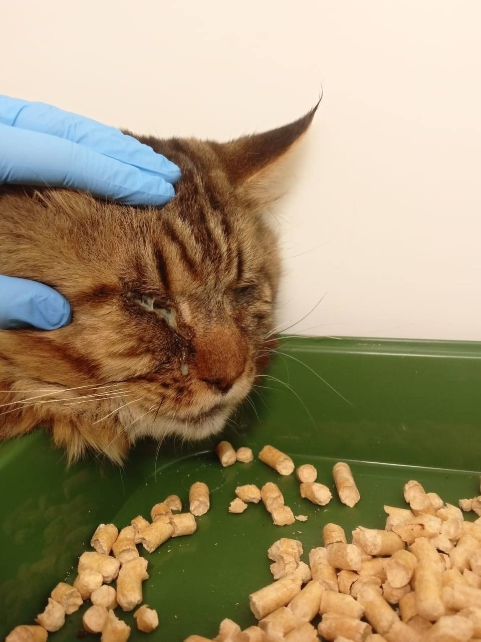 Найдена кошка в Пушкине — фото объявления