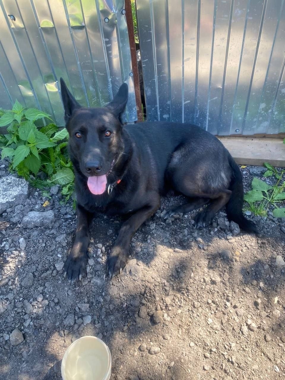 Найдена собака в Пушкине — фото объявления