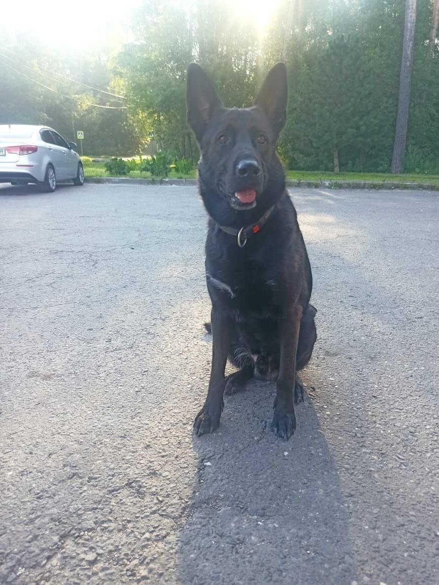 Найдена собака в Пушкине — фото объявления