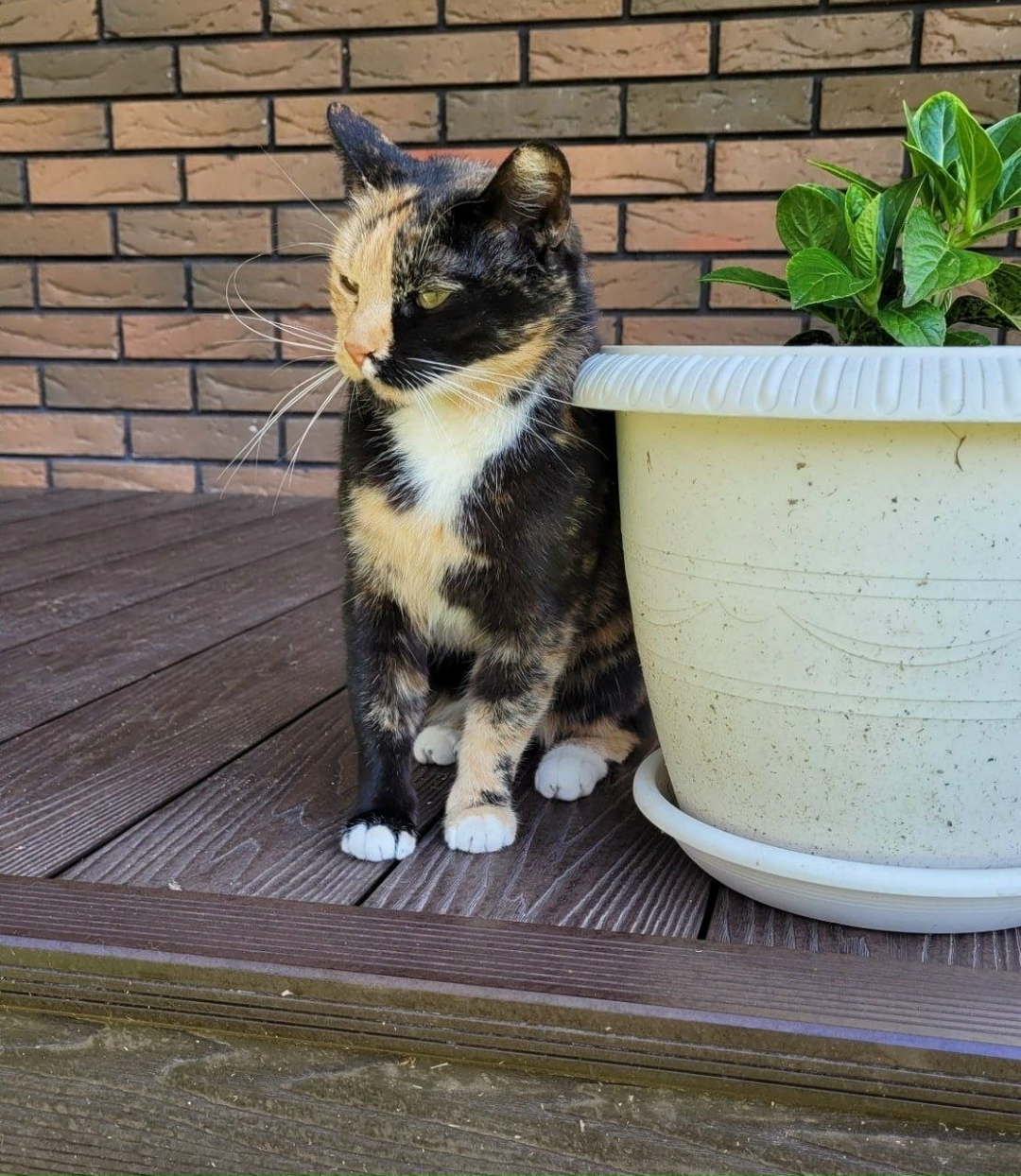 Найдена кошка в Пушкине — фото объявления