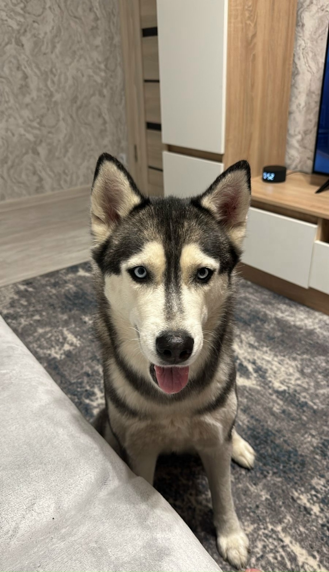 Пропала собака в Пушкине — фото объявления