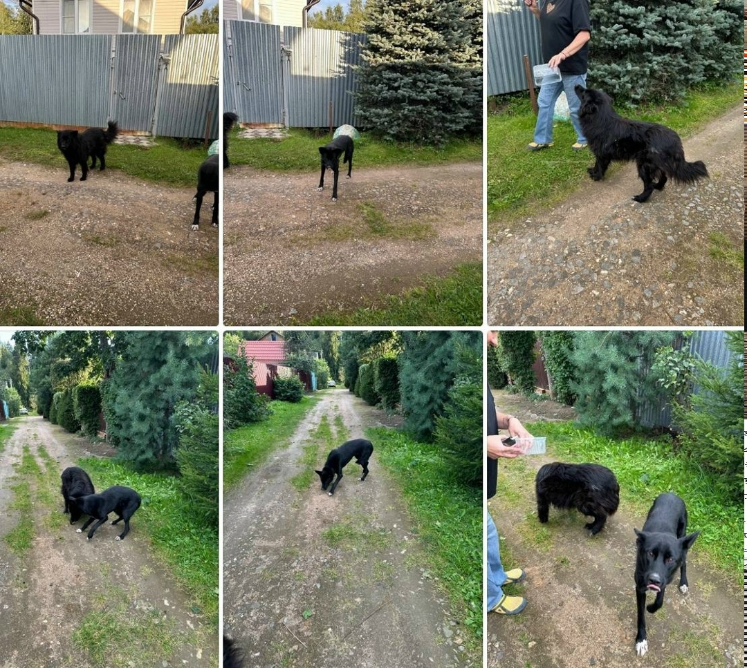 Пропала собака в Пушкине — фото объявления