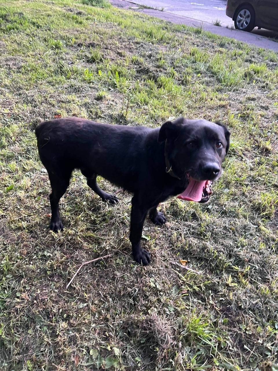 Найдена собака в Пушкине — фото объявления