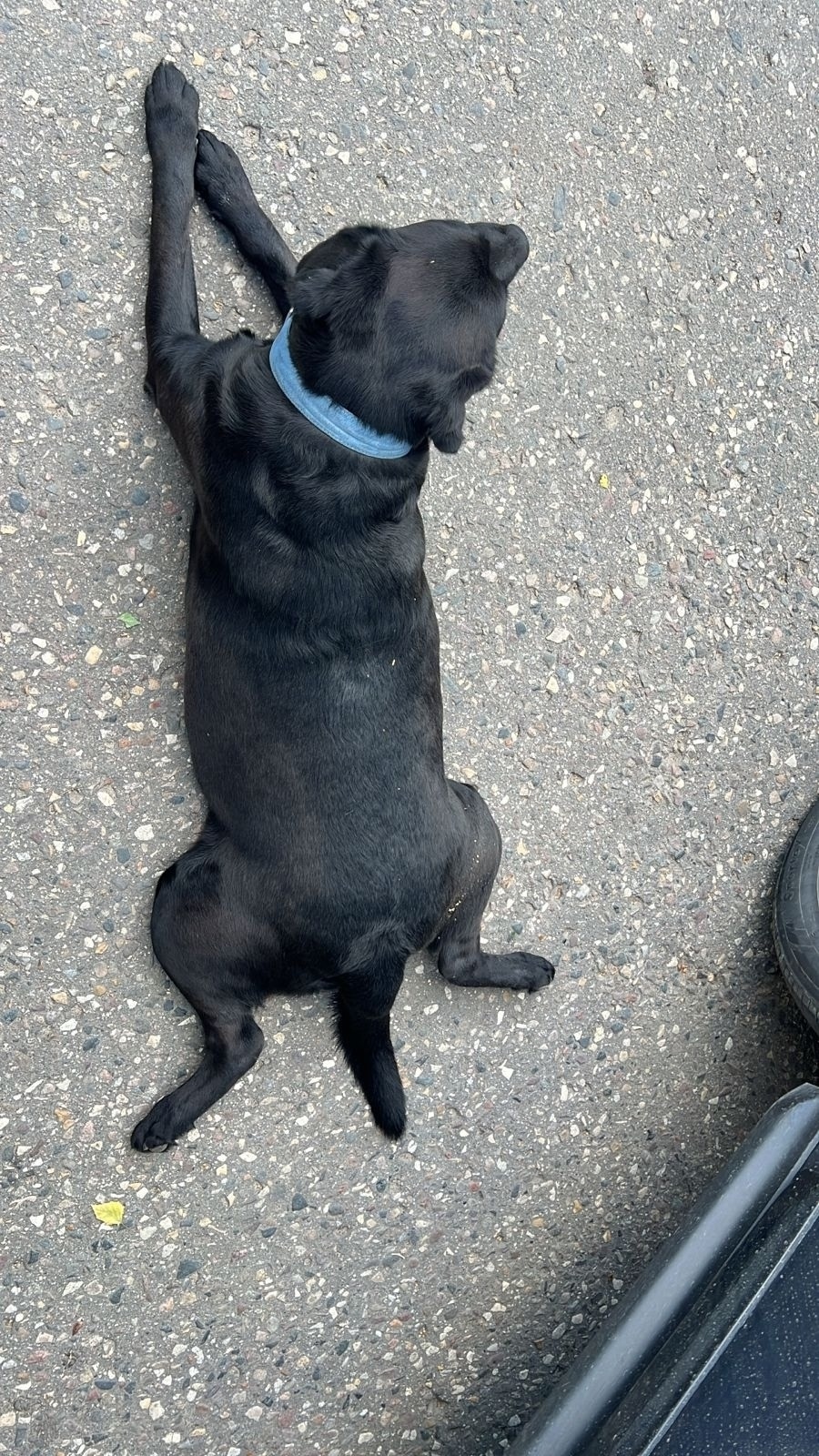 Найдена собака в Пушкине — фото объявления