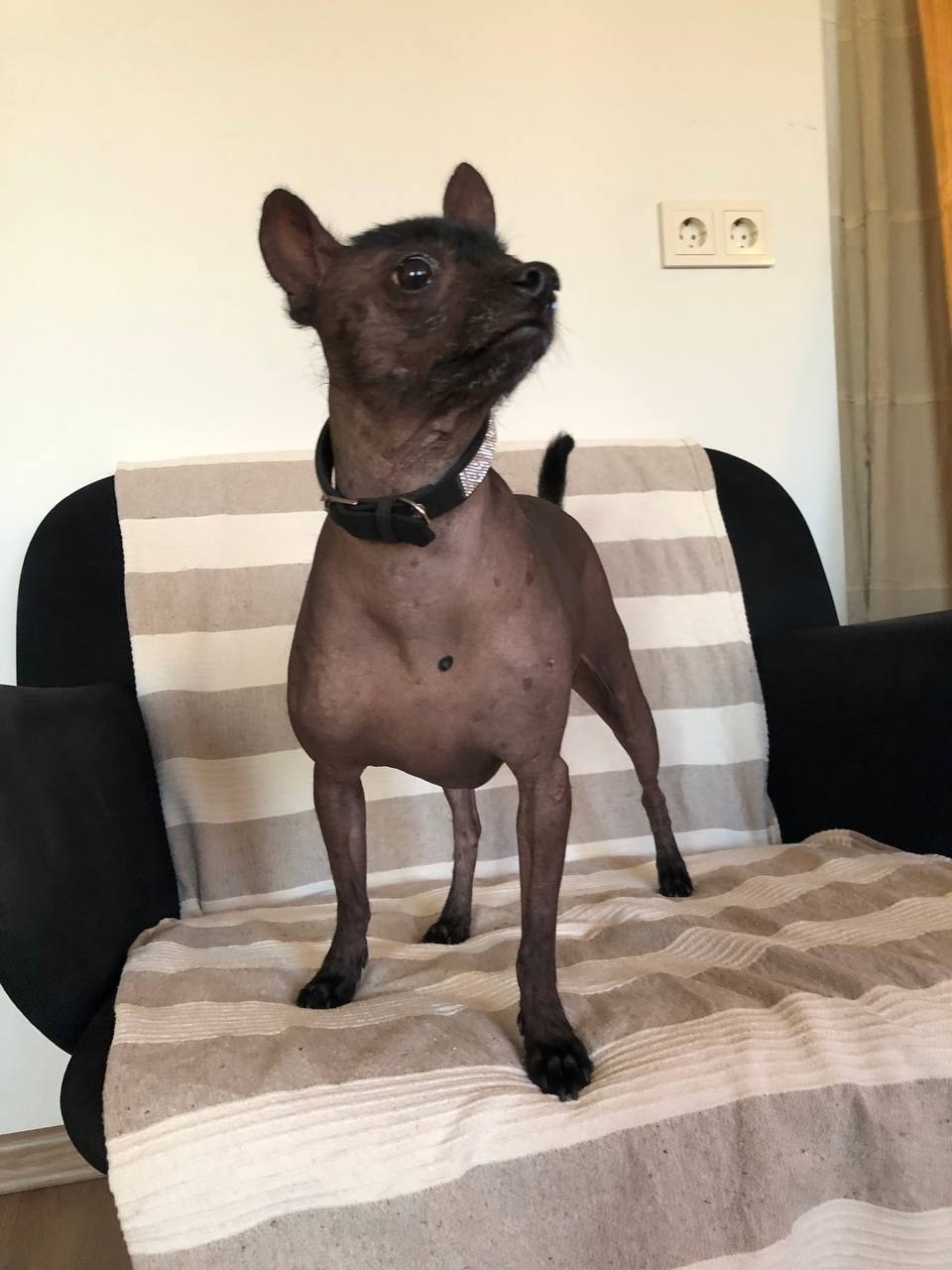 Найдена собака в Пушкине — фото объявления