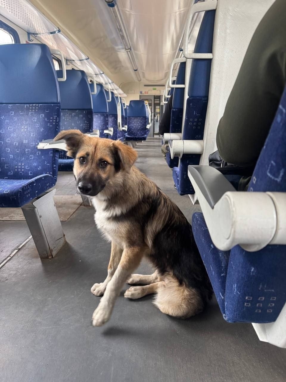 Найдена собака в Пушкине — фото объявления