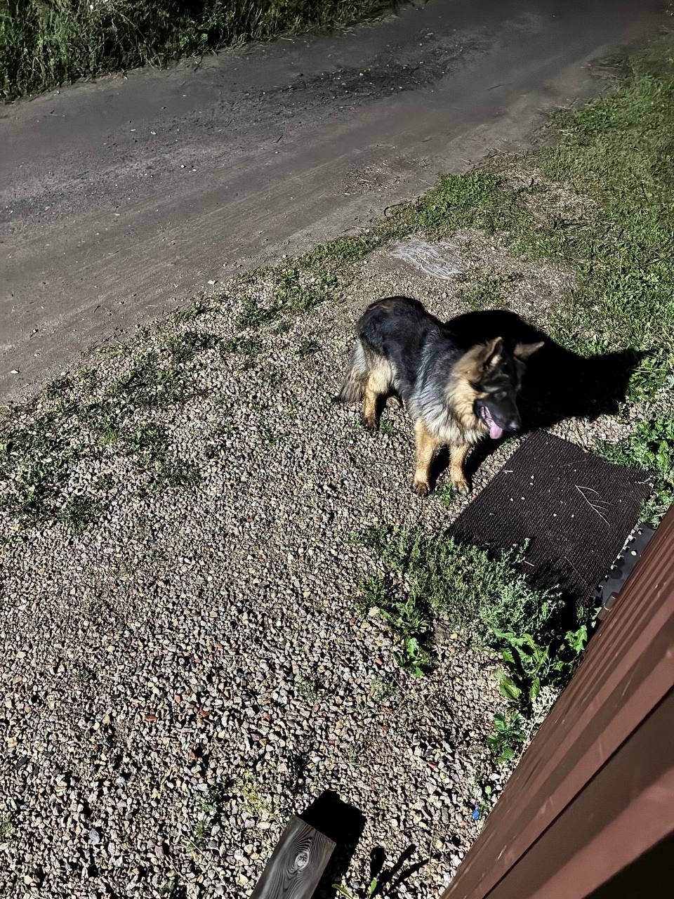 Найдена собака в Пушкине — фото объявления