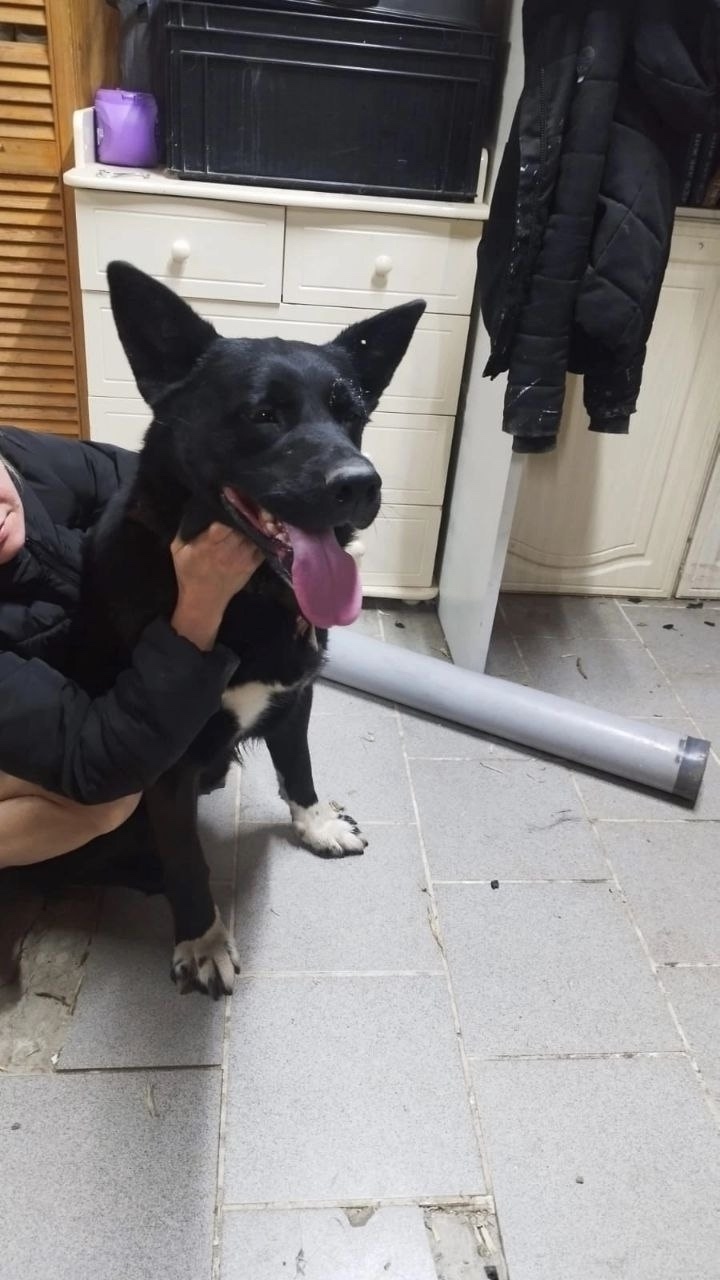 Пропала собака в Пушкине — фото объявления