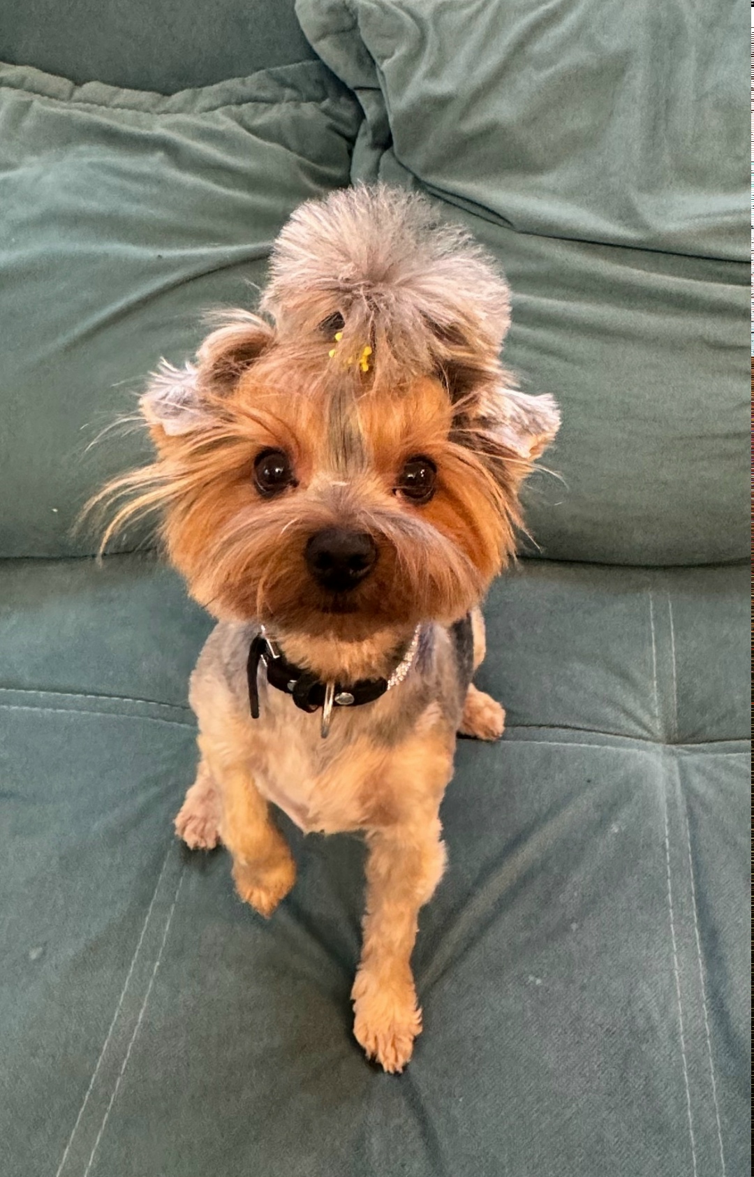 Пропала собака в Пушкине — фото объявления