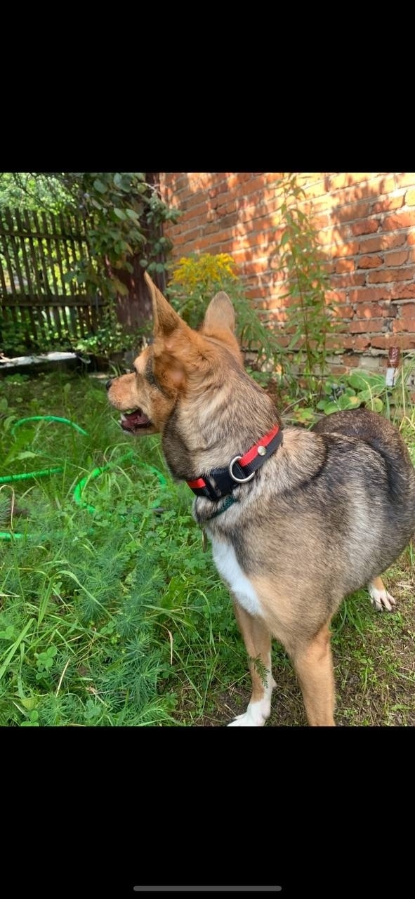 Пропала собака в Пушкине — фото объявления