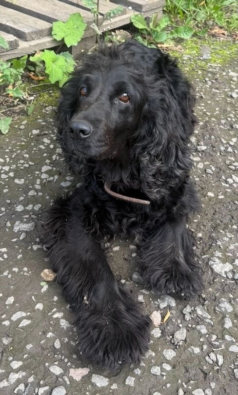 Пропала собака в Пушкине — фото объявления