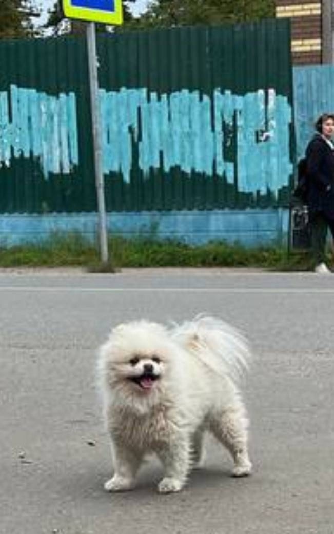 Пропала собака в Пушкине — фото объявления