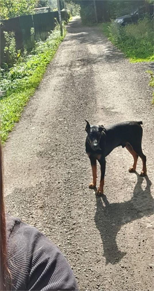 Найдена собака в Пушкине — фото объявления