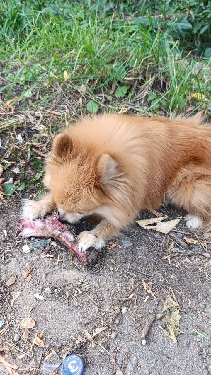 Пропала собака в Пушкине — фото объявления