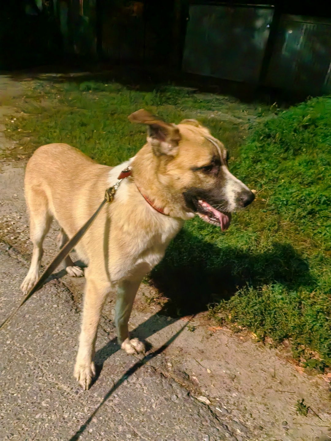 Найдена собака в Пушкине — фото объявления