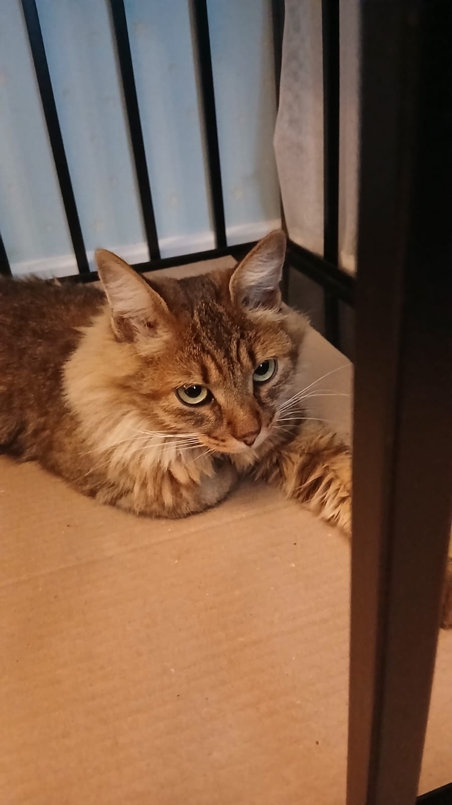 Найдена кошка в Пушкине — фото объявления