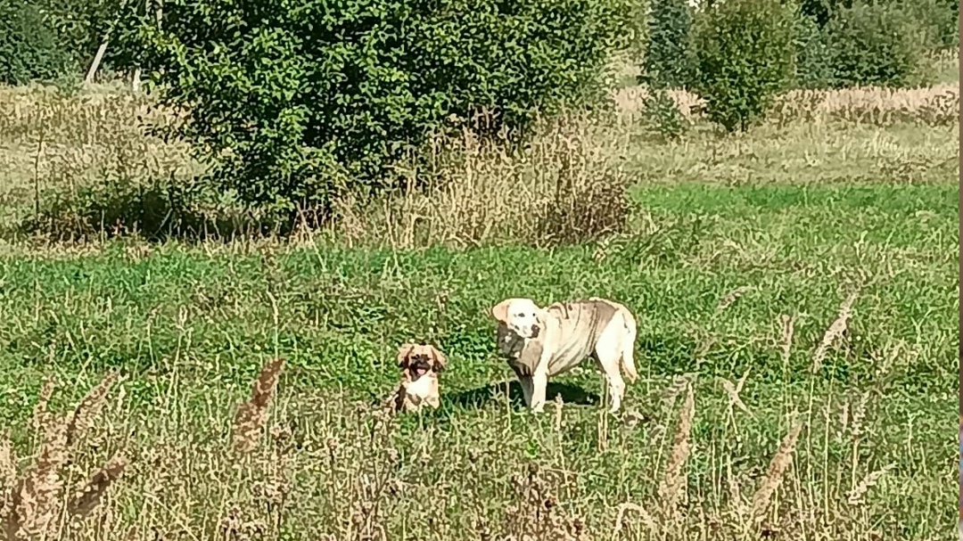 Пропала собака в Пушкине — фото объявления