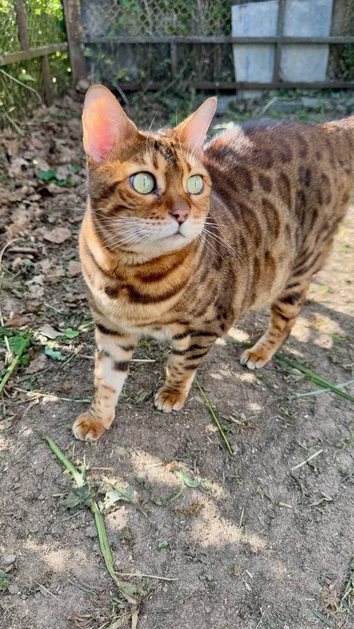 Найдена кошка в Пушкине — фото объявления