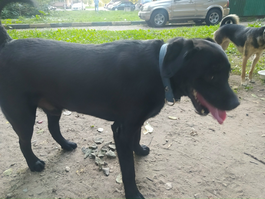 Найдена собака в Пушкине — фото объявления