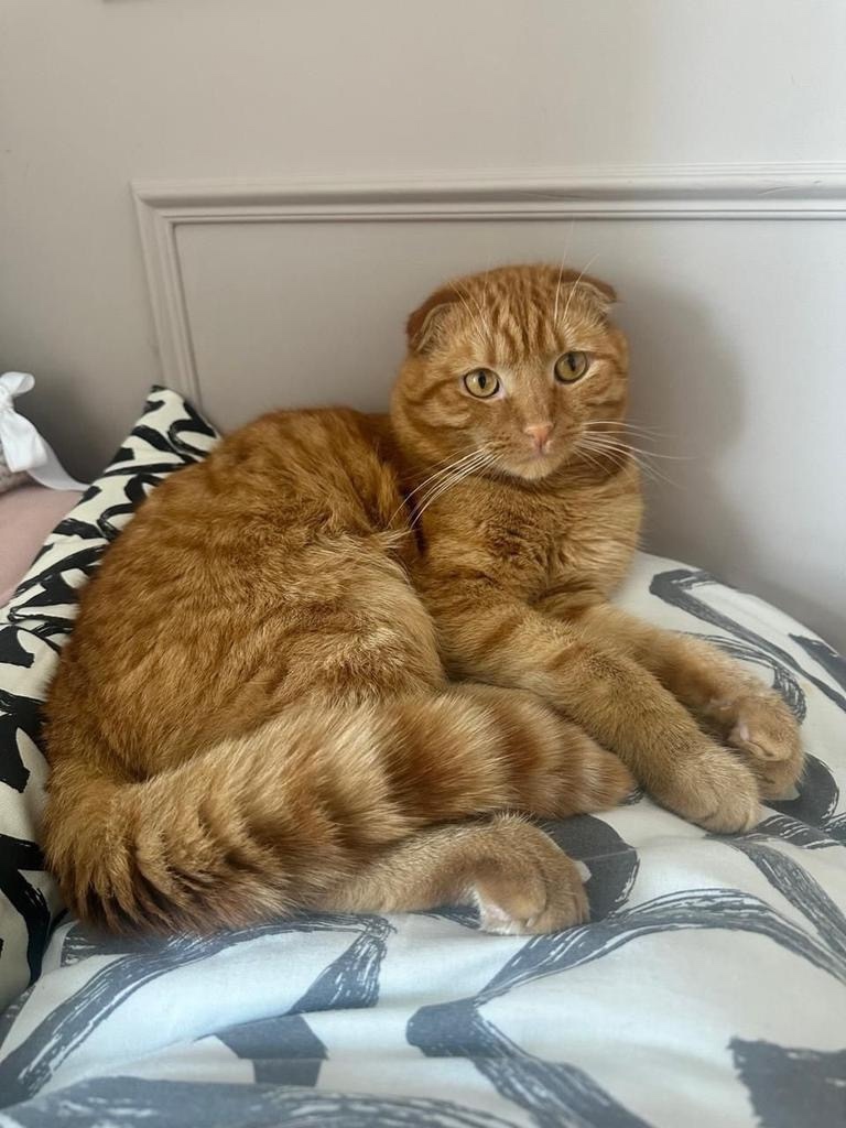 Пропала кошка в Пушкине — фото объявления